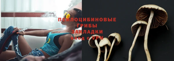 прущие грибы Михайлов